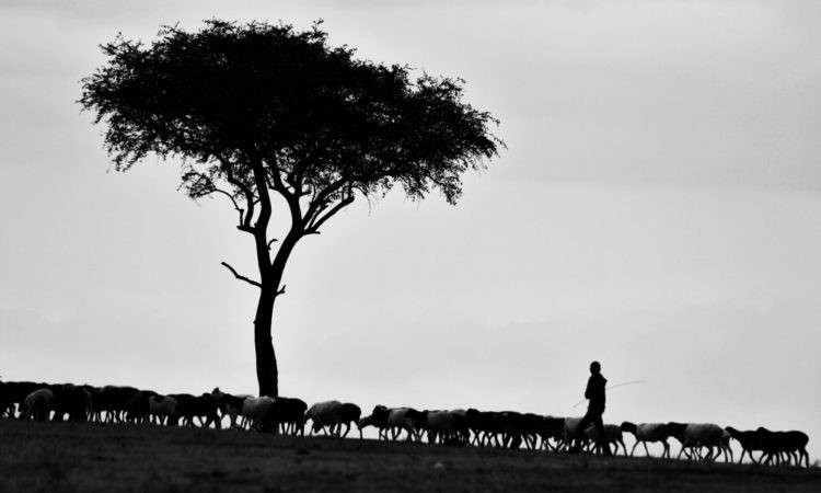 Faithful Shepherding In The Midst Of Suffering – Part 3