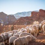Faithful Shepherding In The Midst Of Suffering - Part 2